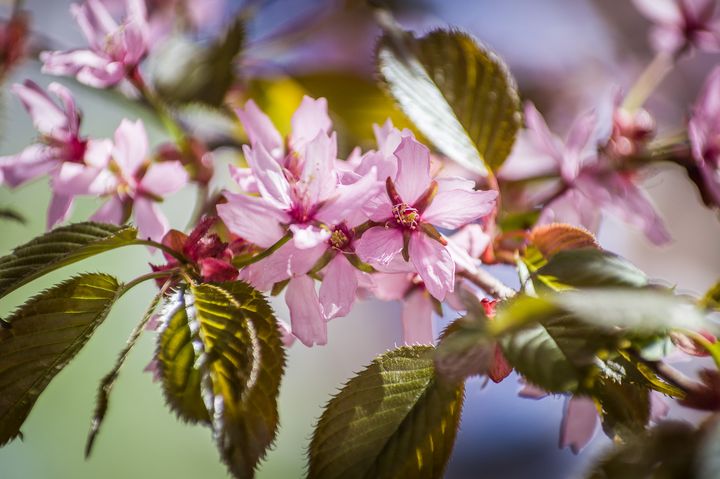 Cover image for Hanami 2017