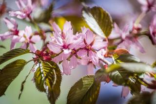 Hanami 2017 - 210517124739.jpg