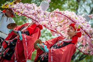 Hanami 2019 - 190519132535.jpg