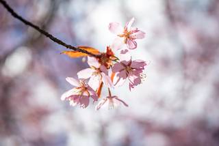 Hanami 2022 - 220515115708.jpg