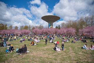 Hanami 2022 - 220515120014.jpg