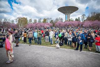 Hanami 2022 - 220515121113.jpg