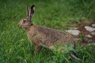 Maltsu Elää 2023 - 230819172426.jpg